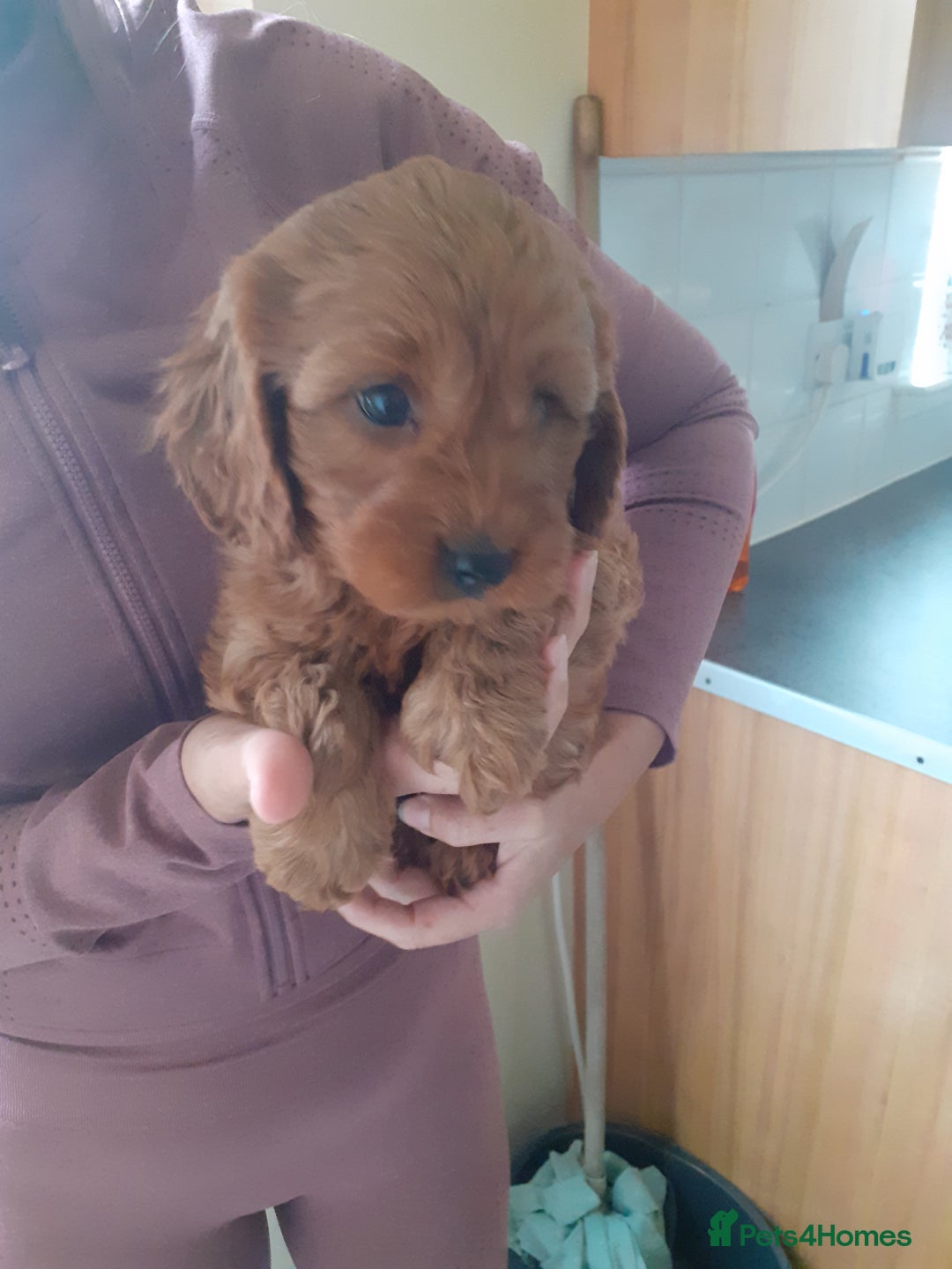 Cavapoo dogs for sale: Miniture F1 cavapoo pups  - Image 6