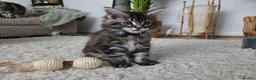 Maine Coon cats for sale: Adorable Maine Coon Boy looking for a Loving Home  - Advert 16