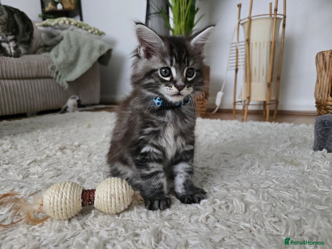 Maine Coon cats for sale: Adorable Maine Coon Boy looking for a Loving Home  - Advert 16