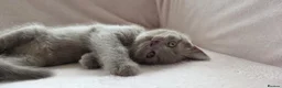 British Shorthair cats for sale: British short hair kittens  in Upminster - Advert 8