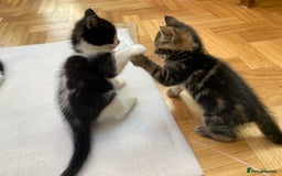 Domestic Shorthair cats for sale: 5 gorgeous little kittens looking for new homes - Image 11