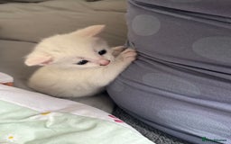 Domestic Shorthair cats for sale: One white female kitten. - Image 3