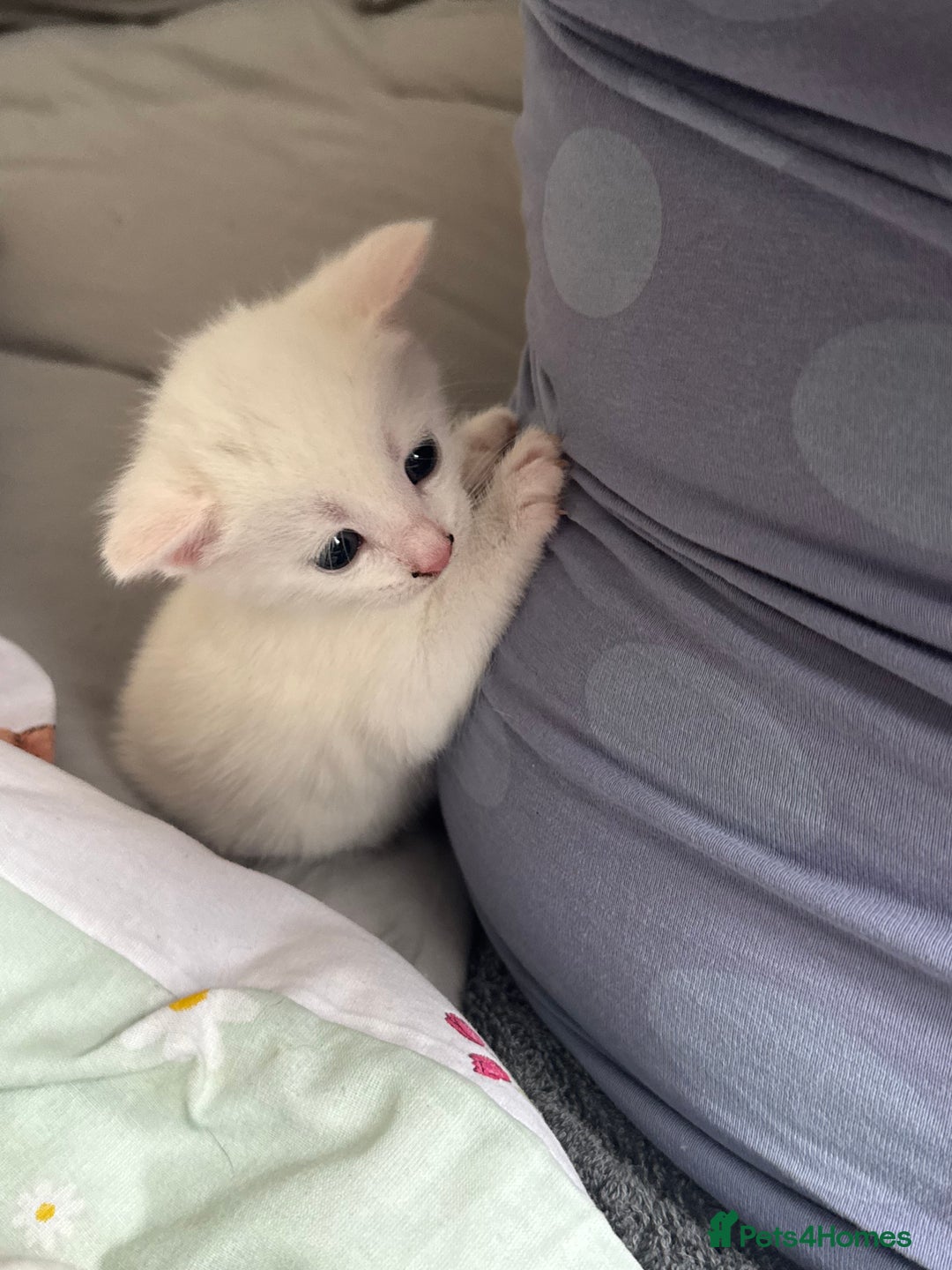 Domestic Shorthair cats for sale: One white female kitten. - Image 3