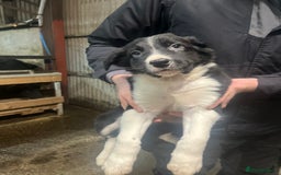 Border Collie dogs for sale: Working collie pup - Advert 2