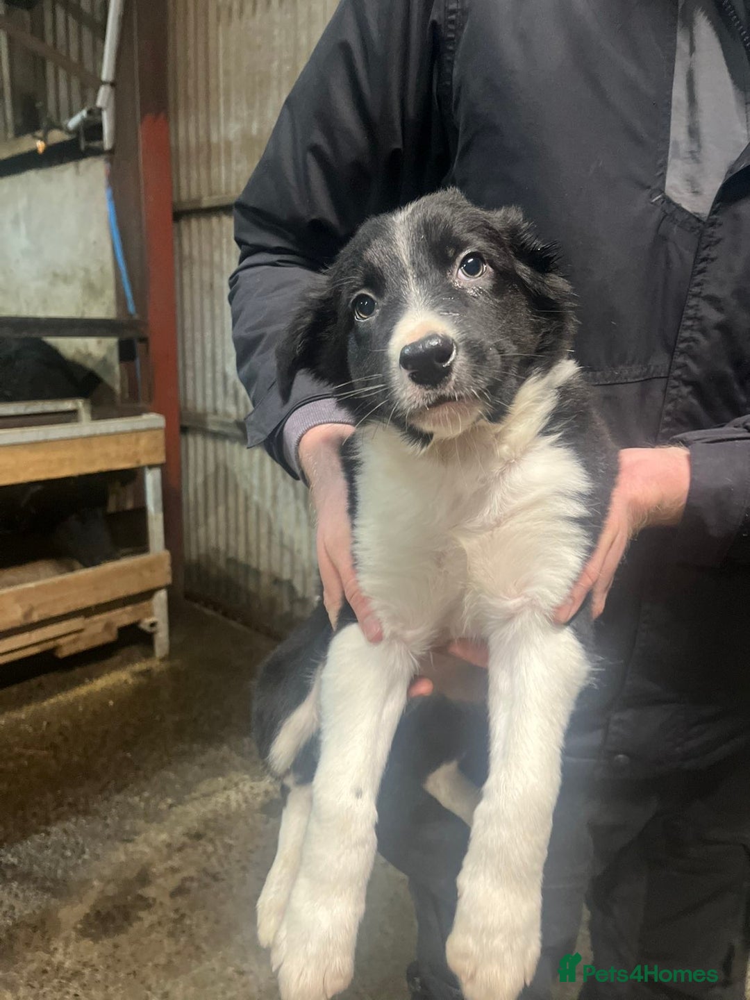 Border Collie dogs for sale: Working collie pup - Advert 2