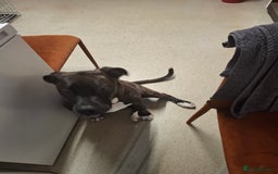 Mixed Breed dogs for sale:     Female 12 month old staff cross boxer - Image 2