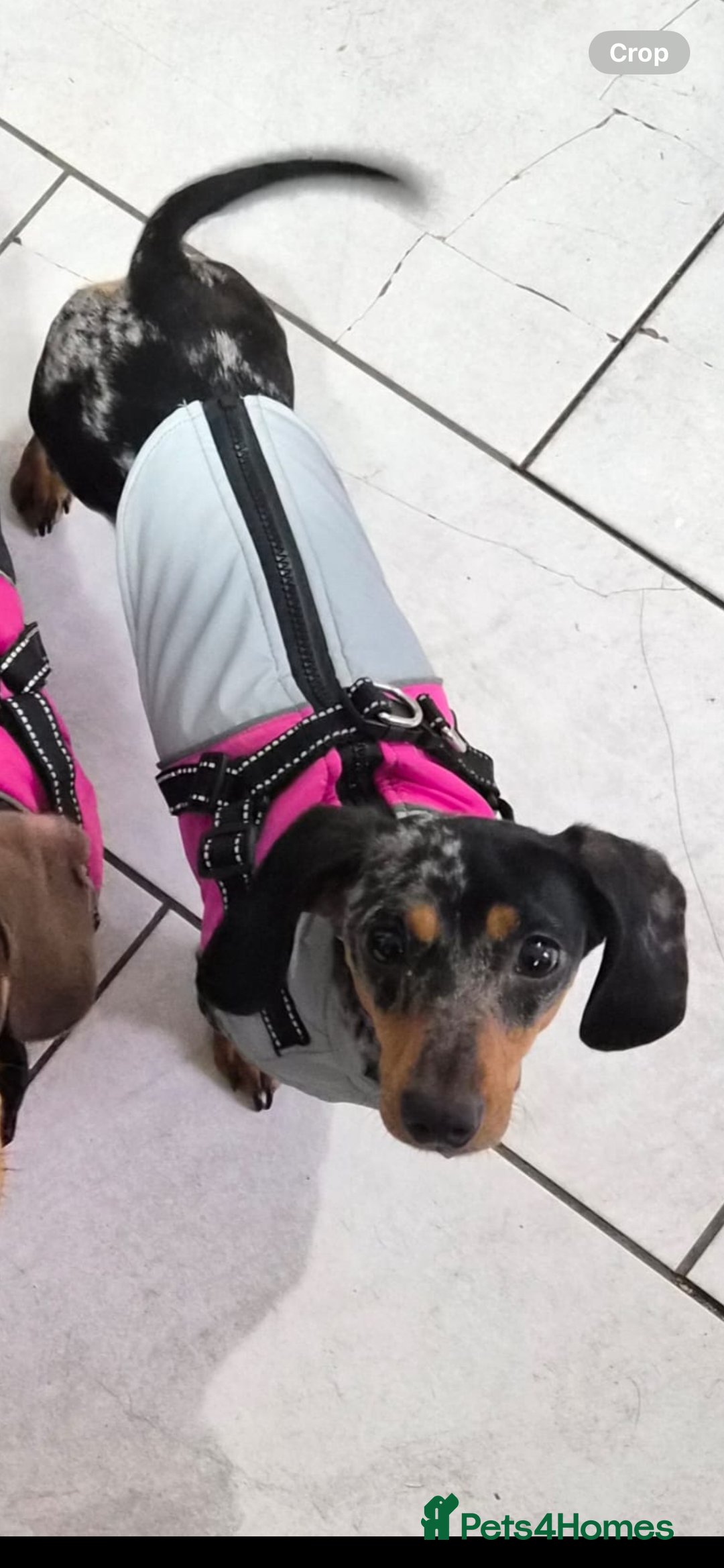 Dachshund dogs for sale: Miah silver dapple Dachsund  - Advert 1