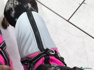 Dachshund dogs Miah silver dapple Dachsund - Advert 1