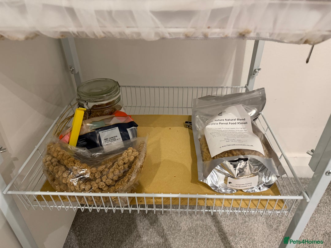 Budgerigars birds for sale: 2x Budgies for sale - Advert 4