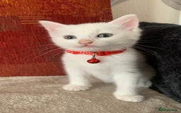 Mixed Breed cats for sale: White Gray and Ragdoll Kittens - Image 34