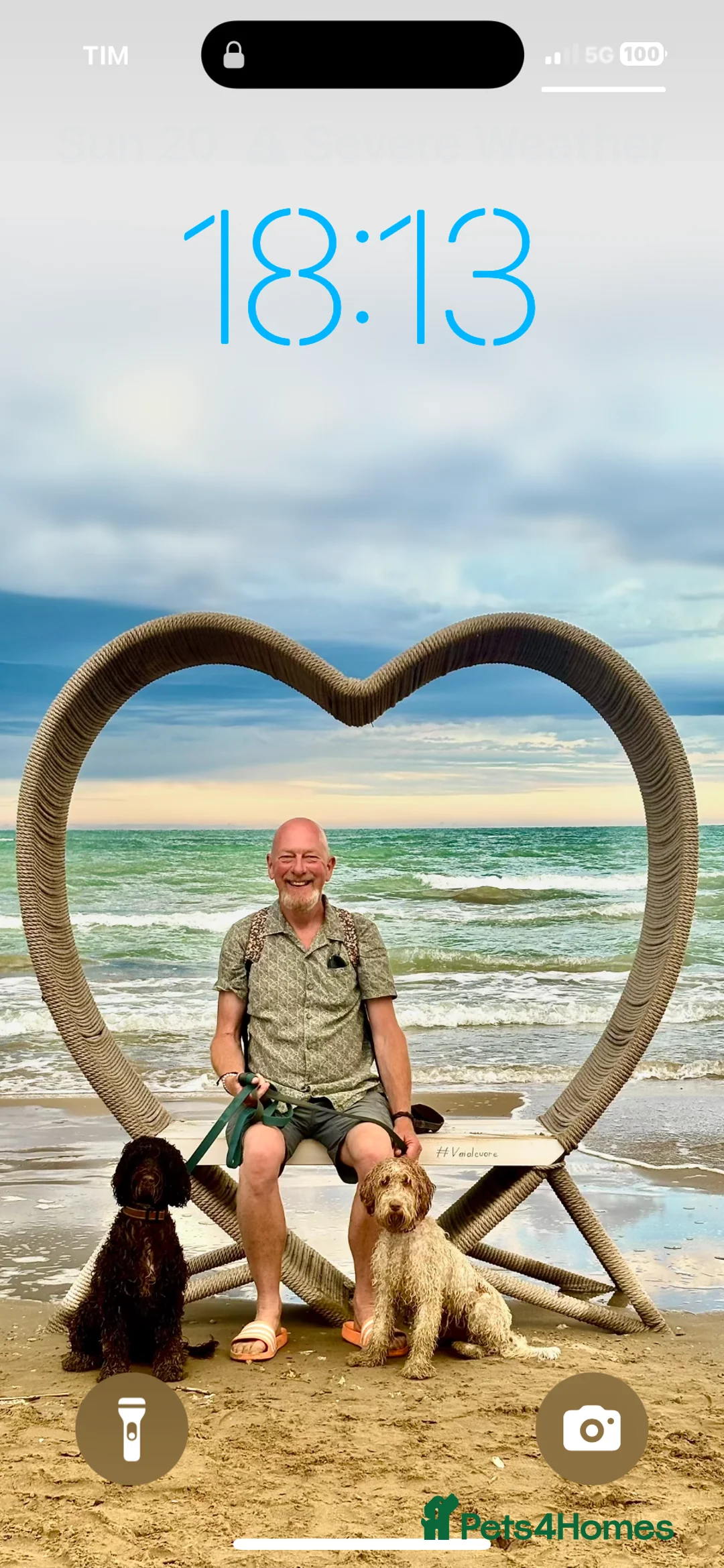 Cockapoo dogs for sale: Cockerpoo - Shula ( Apricot in colour) spayed. - Advert 4