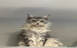 Maine Coon cats for sale:  TICA Maine Coon Kittens Ready for  **  🎁  - Advert 5