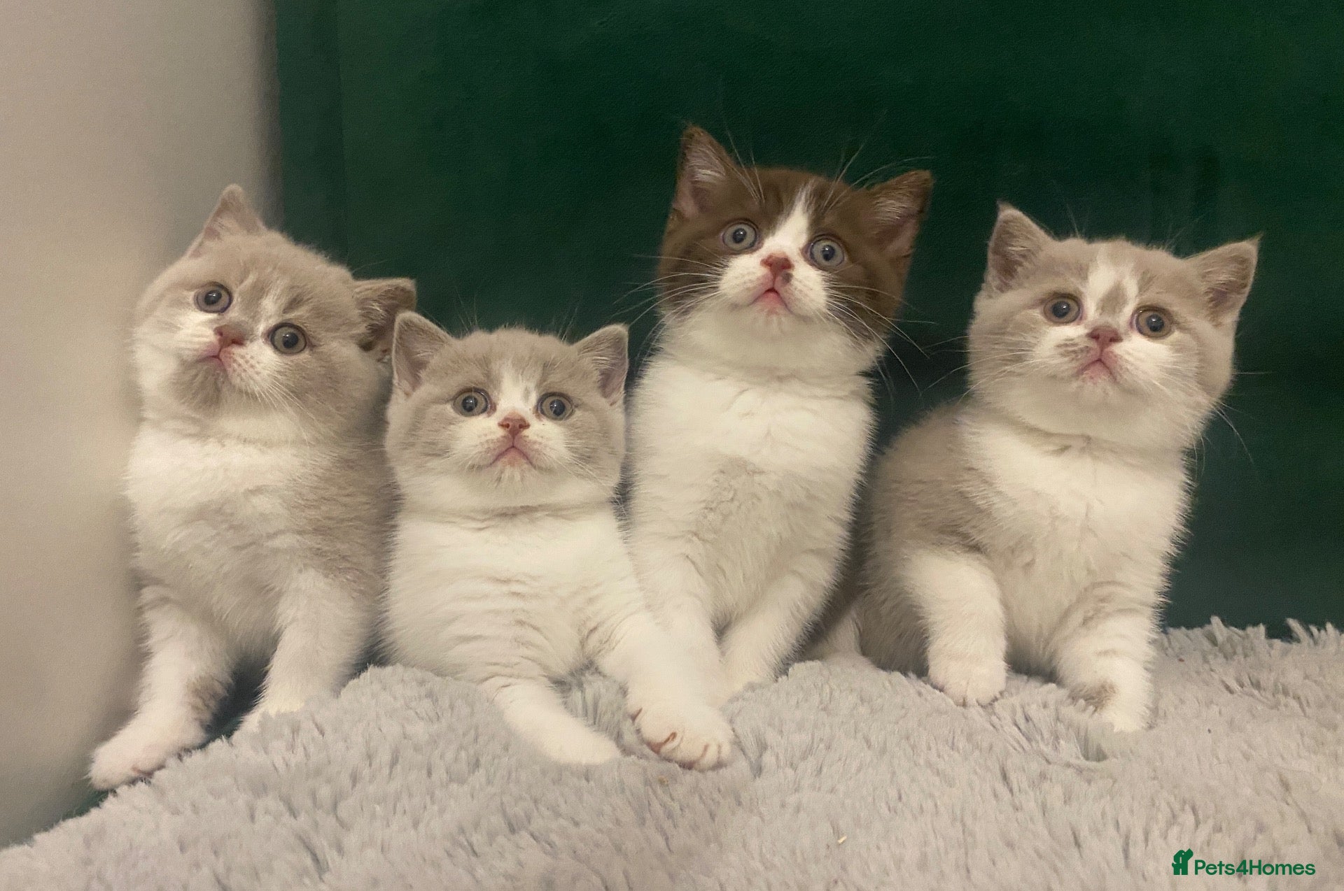 British Shorthair cats TICA Fawn/Cinnamon Bio colour kittens 💛 - Advert 1