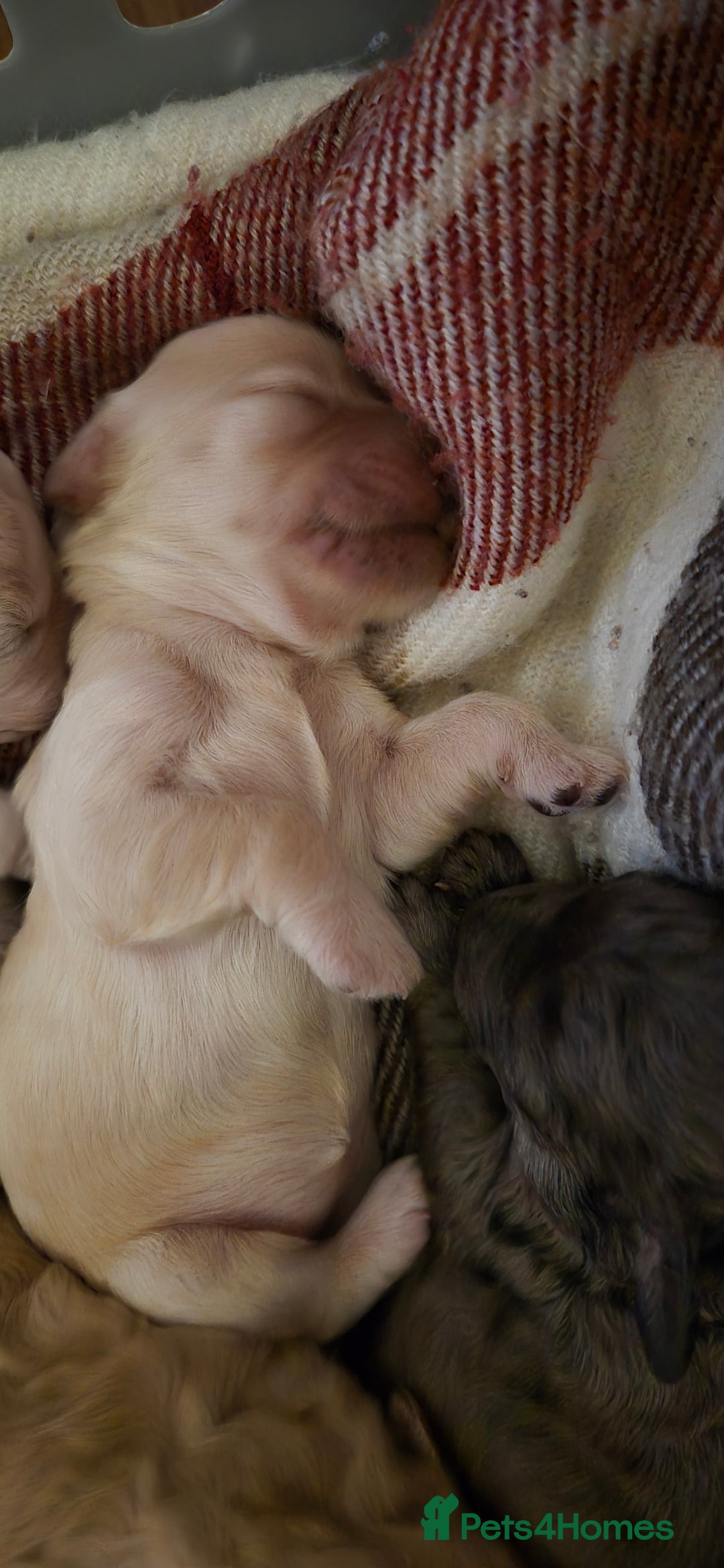 Mixed Breed dogs for sale: Gorgeous cavapoochon puppies - Image 9