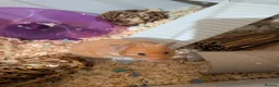 Hamster rodents for sale: Syrian Hamster + set up  - Advert 3