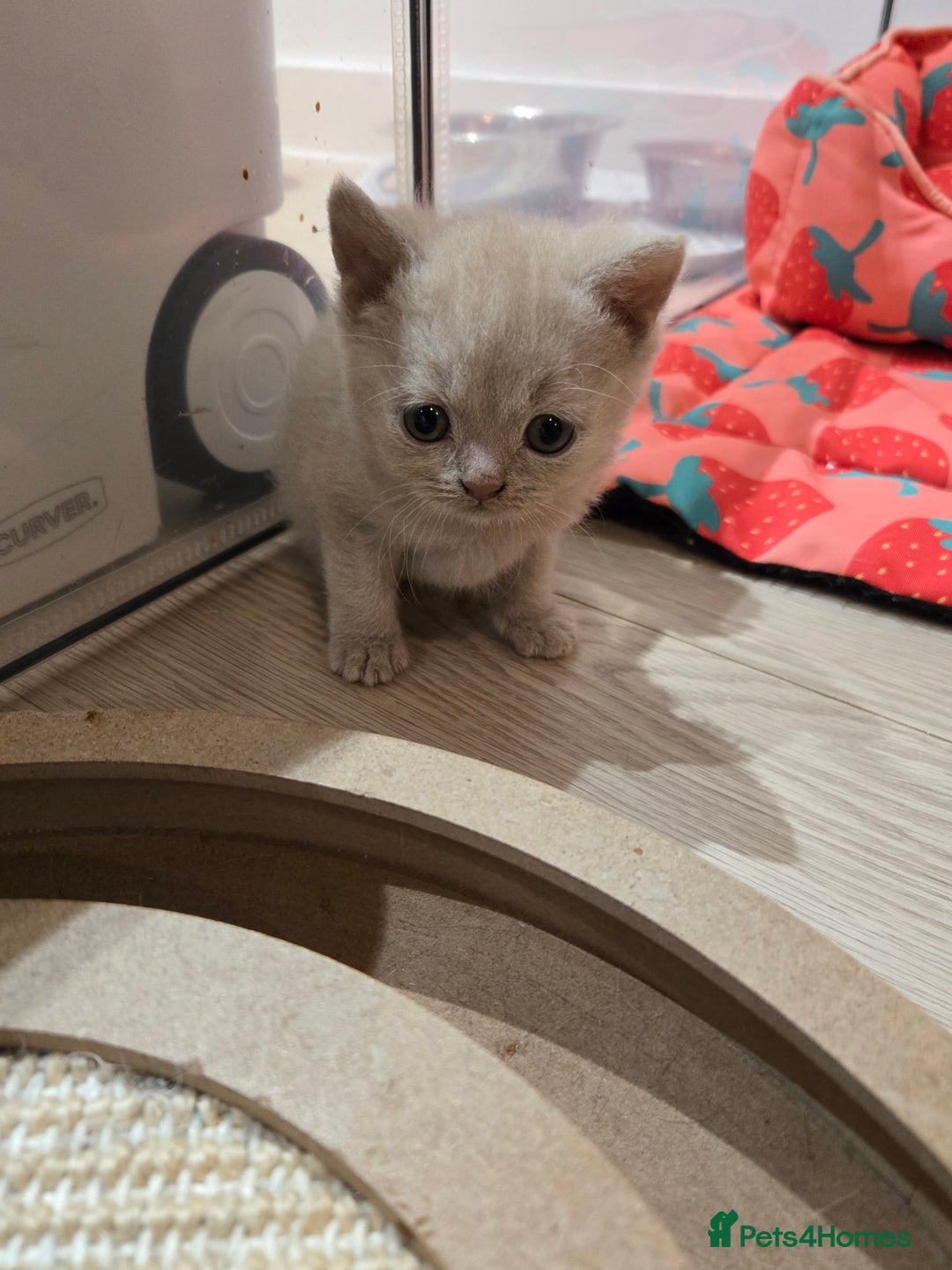 British Shorthair cats for sale: RARE Fawn British Shorthair Kitten £1000 - Advert 12