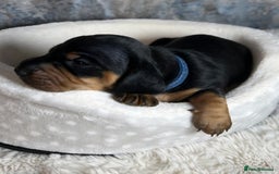 Dachshund dogs for sale: Standered dachunds. Only 2 remain - Image 9
