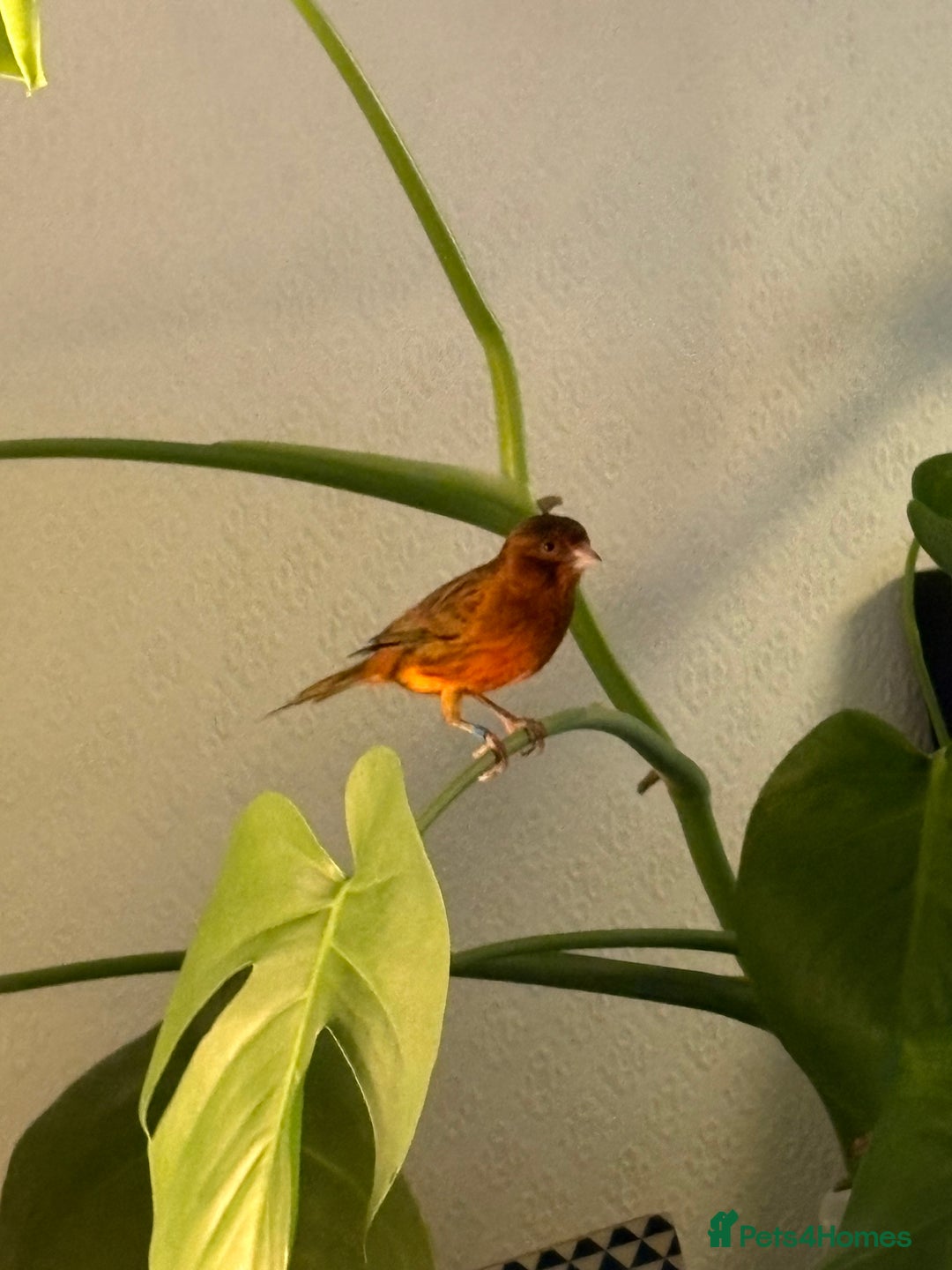 Canaries birds for sale: Beautiful male red and black canary  - Advert 2