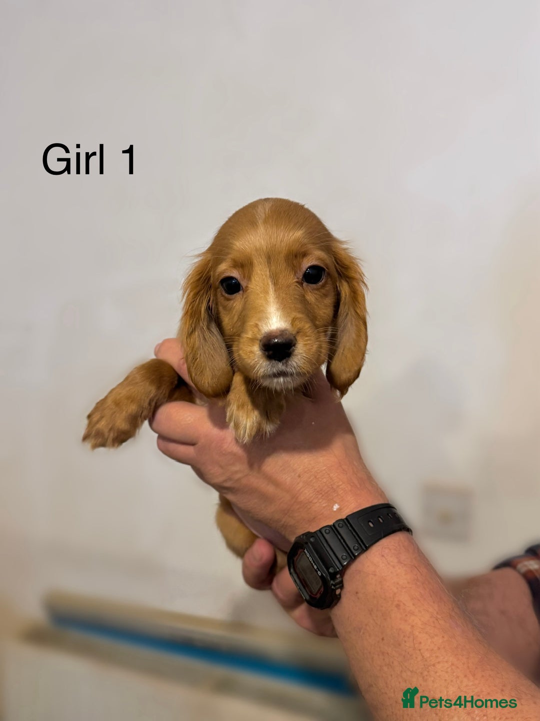 Cocker Spaniel dogs for sale: Beautiful cocker spaniel puppies ready now - Advert 19