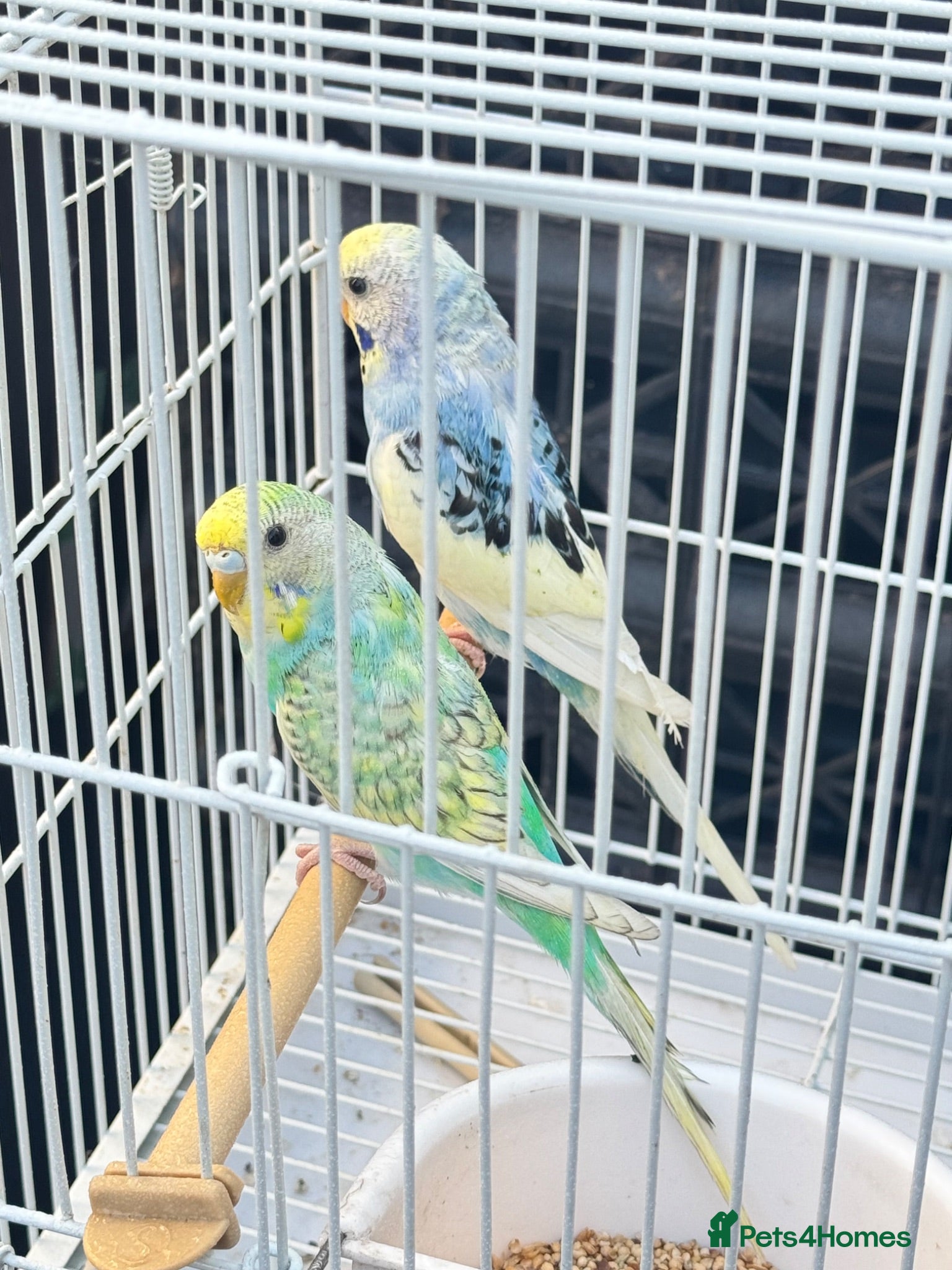 Budgerigars birds Baby budgies - Advert 1
