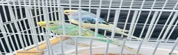 Budgerigars birds for sale: Baby budgies - Advert 1