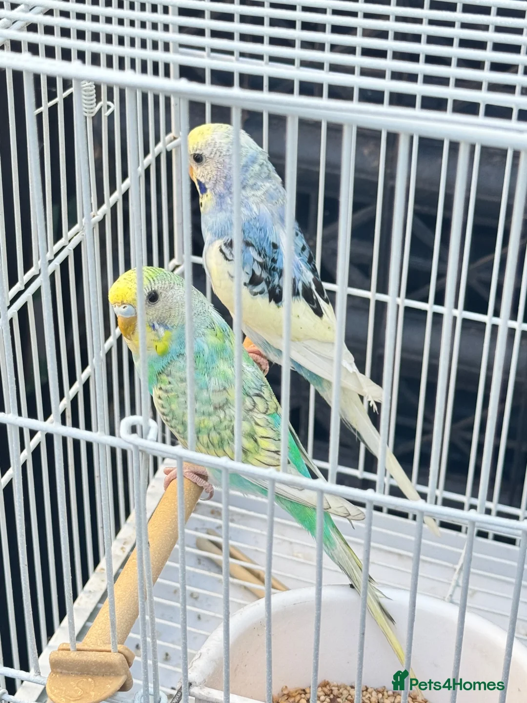 Budgerigars birds for sale: Baby budgies - Advert 1