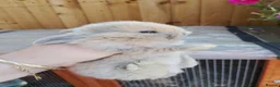 Chickens poultry for sale: Mini lop baby's  - Advert 4