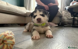 Siberian Husky dogs for stud: Proven Siberian Husky for Stud Blue Eyes in Cheltenham - Image 25