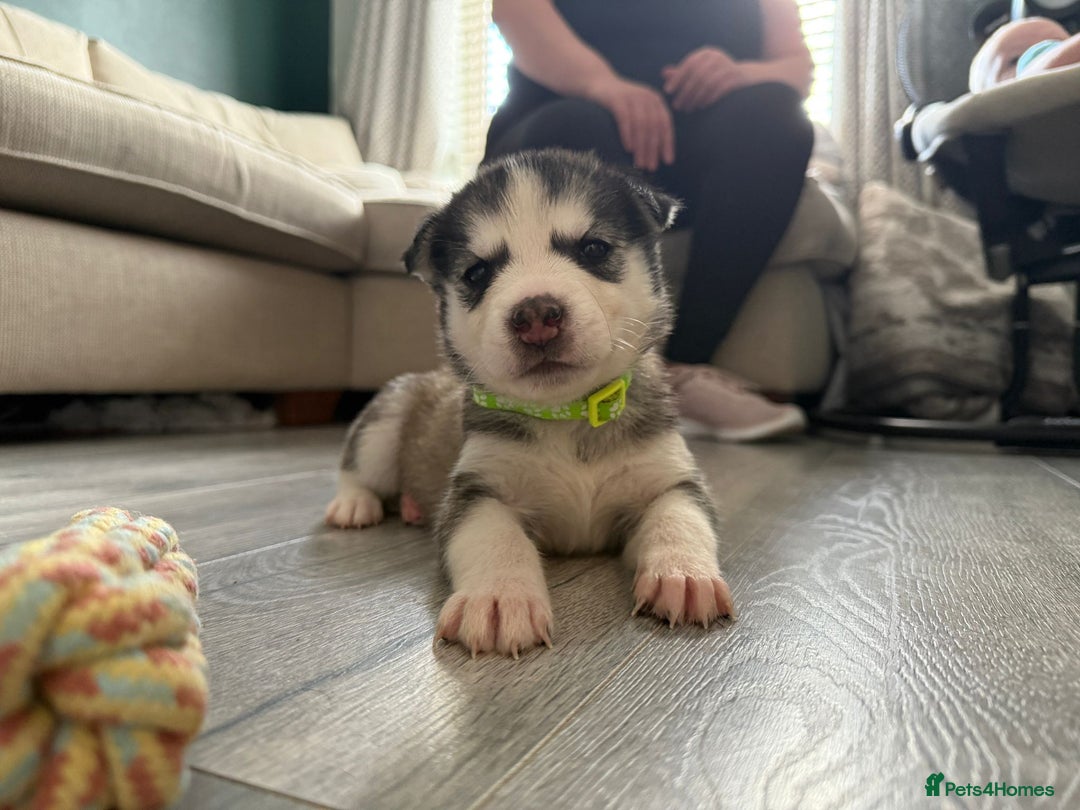 Siberian Husky dogs for stud: Proven Siberian Husky for Stud Blue Eyes in Cheltenham - Image 25