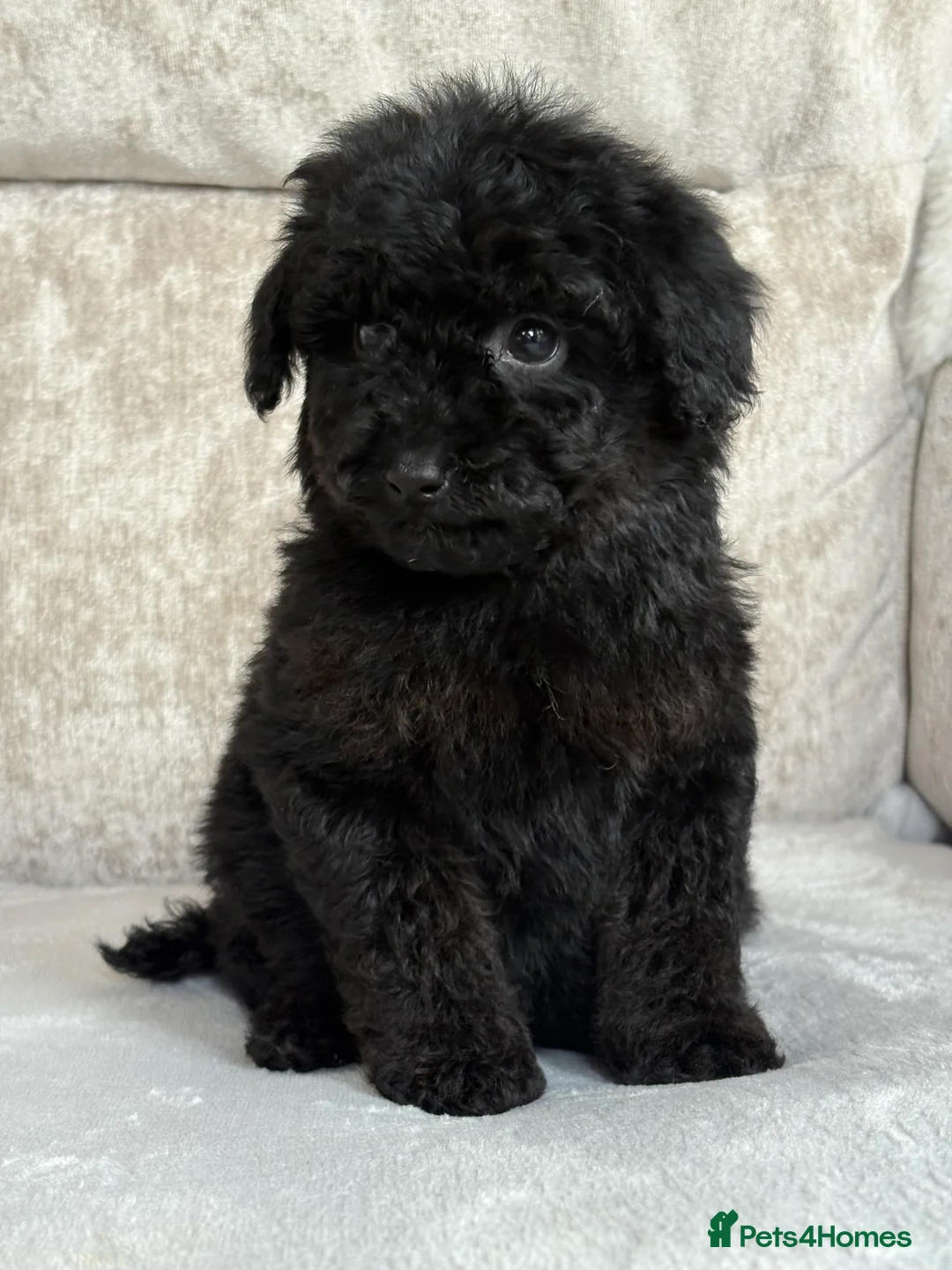 Miniature Poodle dogs for sale: Stunning miniature poodles - Advert 10