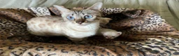 Bengal cats for sale: Stunning Bengals with European Champion father!  - Advert 16