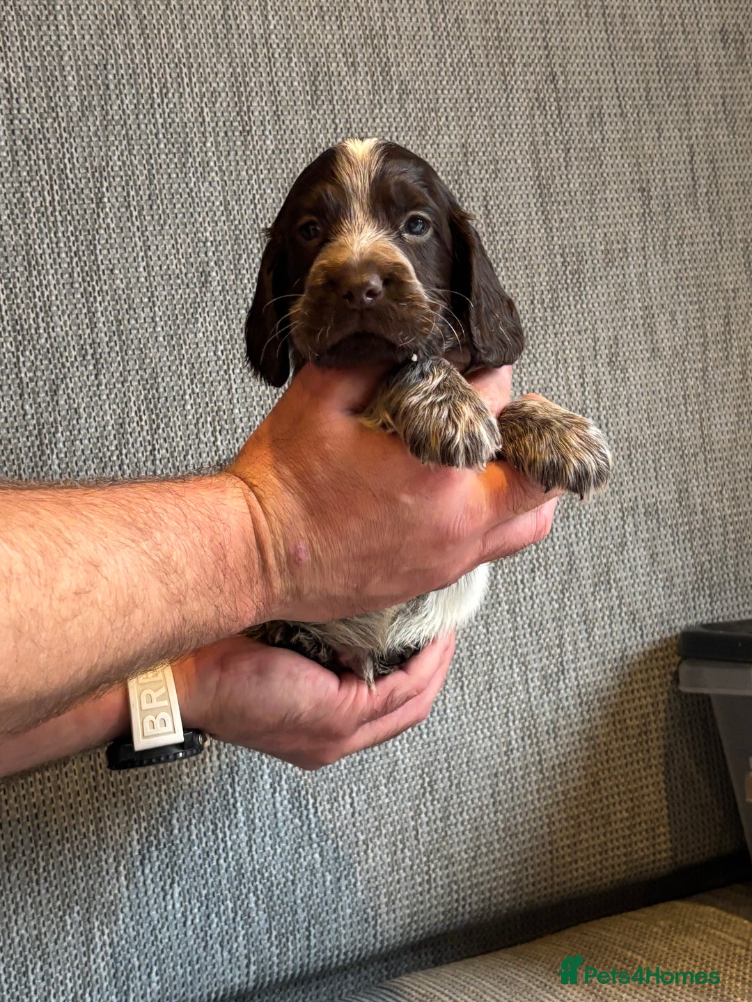 Cocker Spaniel dogs for sale: Stunning cocker spaniel puppies  - Advert 3