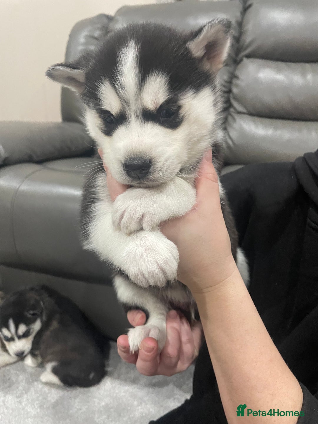 Siberian Husky dogs for sale: 6 beautiful Siberian huskies  - Advert 7