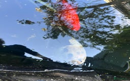 Koi Carp fish for sale: 3 Koi fish for sale - Image 1