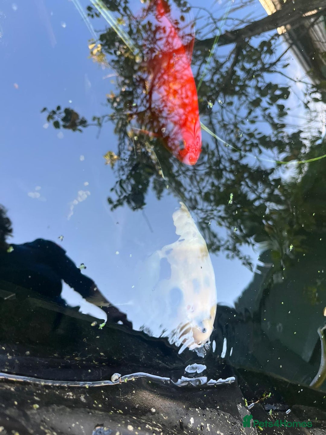 Koi Carp fish for sale: 3 Koi fish for sale - Image 1