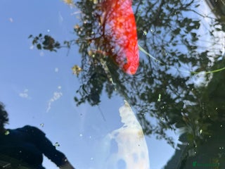 Koi Carp fish - Advert 29