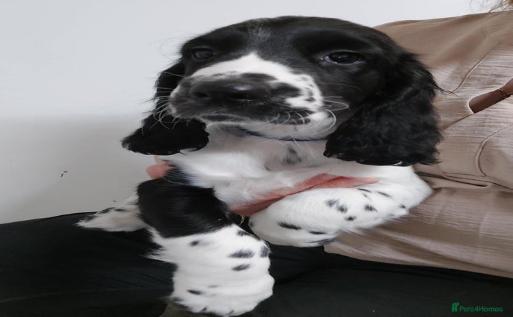 Sprocker dogs - Advert 5
