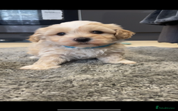 Maltipoo dogs for sale: 💖🐾Stunning health tested F1 maltipoo babies 🐾💖 - Advert 15