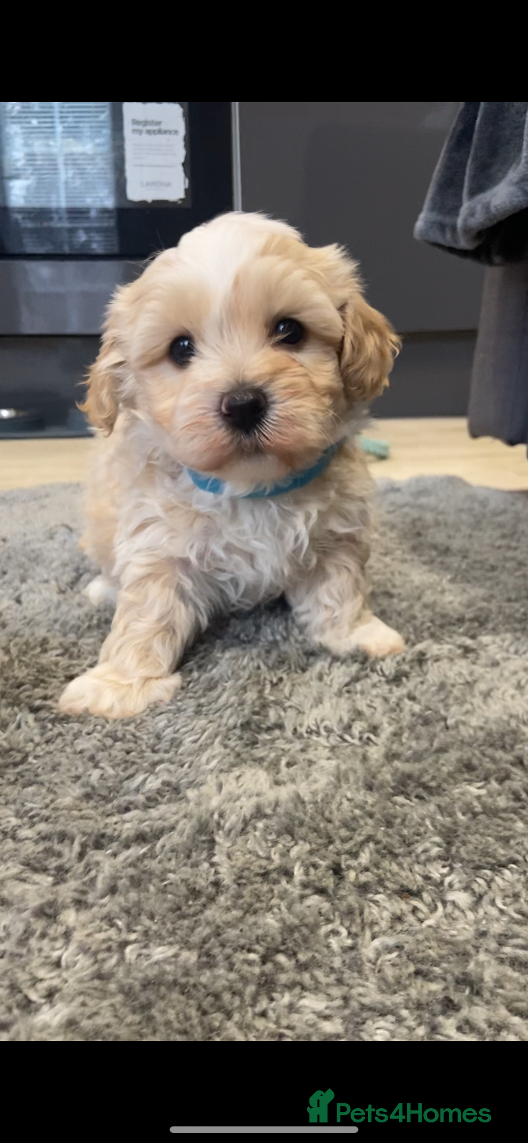 Maltipoo dogs for sale: 💖🐾Stunning health tested F1 maltipoo babies 🐾💖 - Advert 15