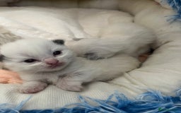 Ragdoll cats for sale: 🎀Beautiful Ragdoll kittens (TICA reg)🎀 - Image 5