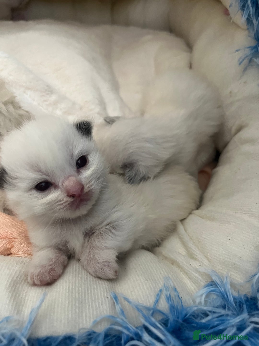 Ragdoll cats for sale: 🎀Beautiful Ragdoll kittens (TICA reg)🎀 - Image 5