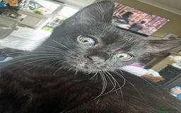 Mixed Breed cats for sale: Two black female kittens - Image 1