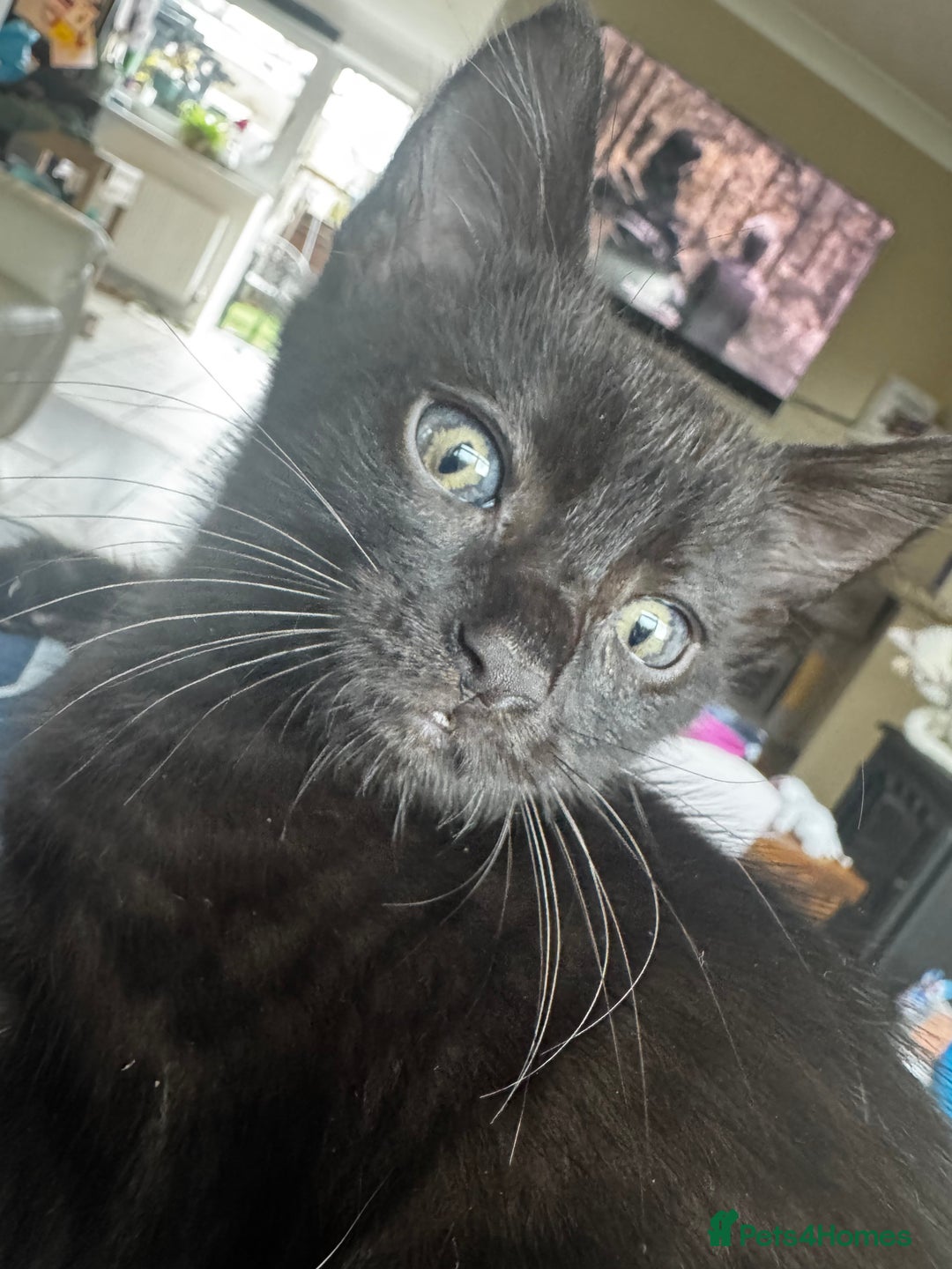 Mixed Breed cats for sale: Two black female kittens - Image 1