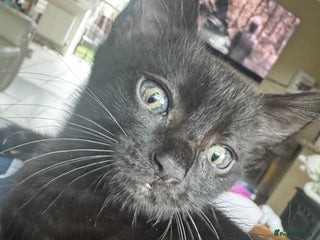 Mixed Breed cats - Advert 4