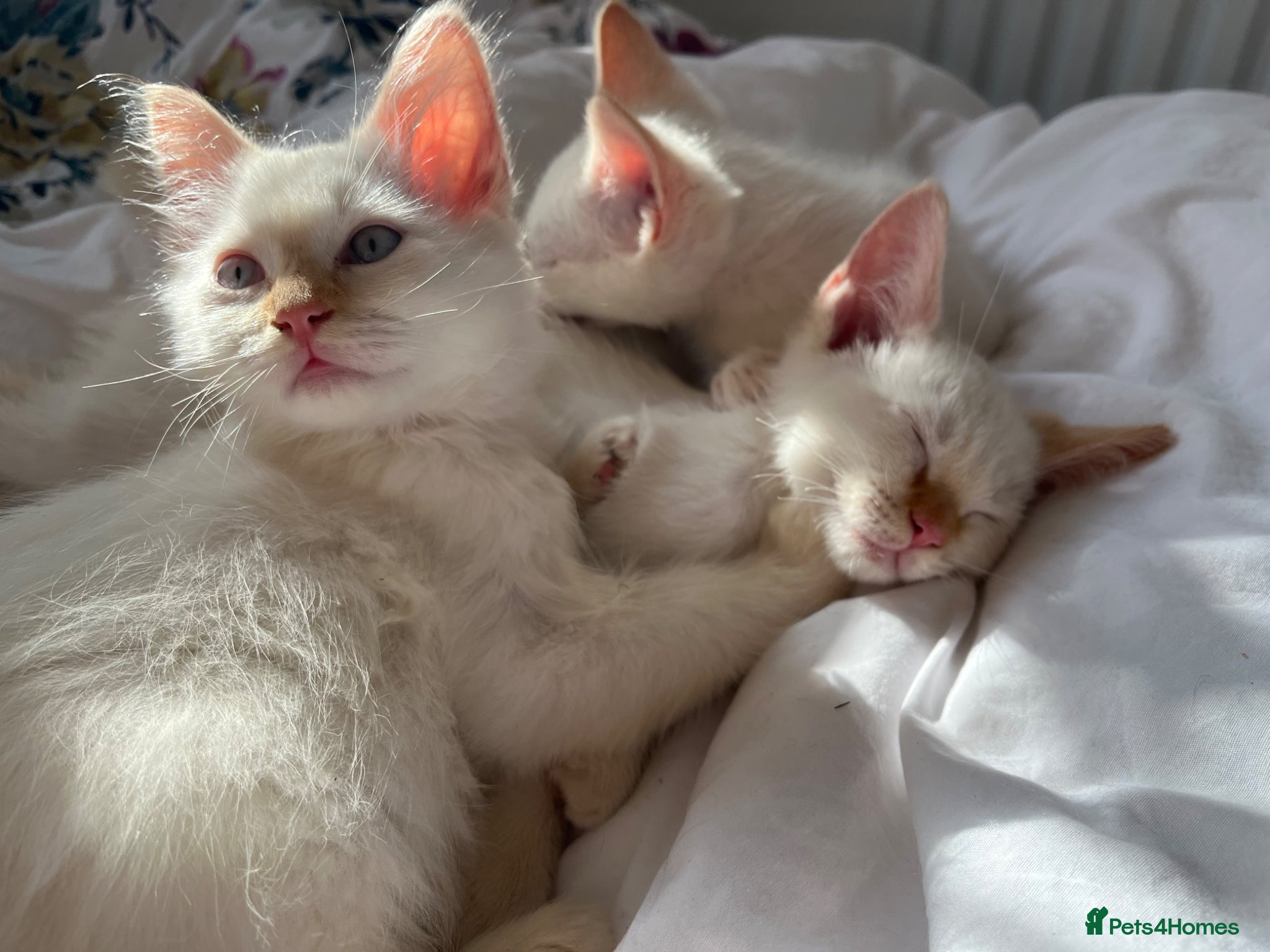 Ragdoll cats Gorgeous Ragdoll Kittens - Advert 13