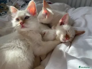 Ragdoll cats Gorgeous Ragdoll Kittens - Advert 2