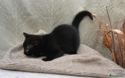 Mixed Breed cats for sale: Beatiful Maine-Coone/Bombay Kittens - Image 14