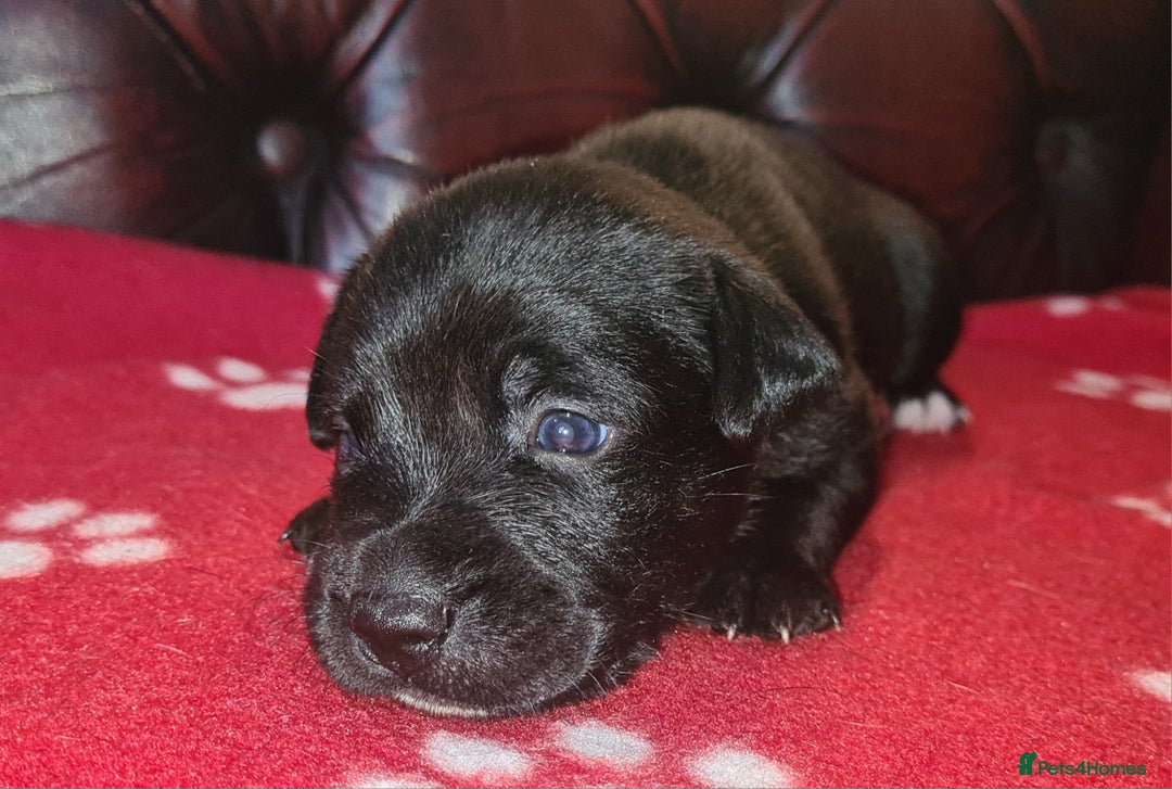 Staffordshire Bull Terrier dogs for sale: READY 7TH NOVEMBER ⭐️ 🐶 2 left ⭐️ staff pups  - Image 10