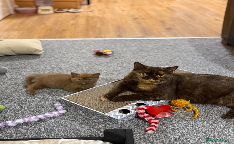British Shorthair cats - Advert 9