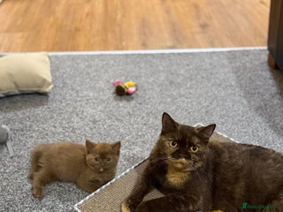 British Shorthair cats - Advert 22